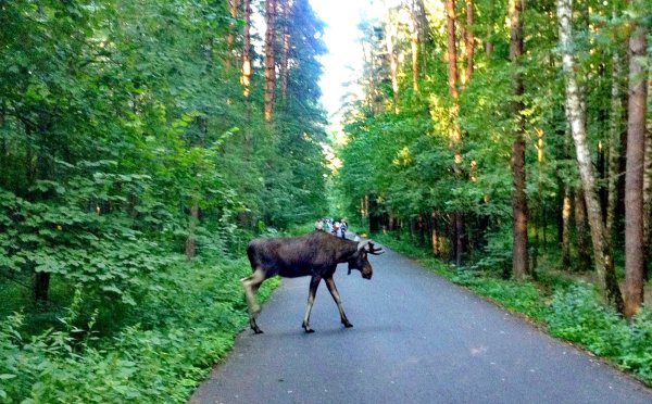 Лосиный остров национальный парк Москва