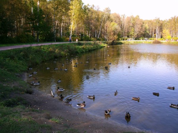 Лосиный остров национальный парк Москва