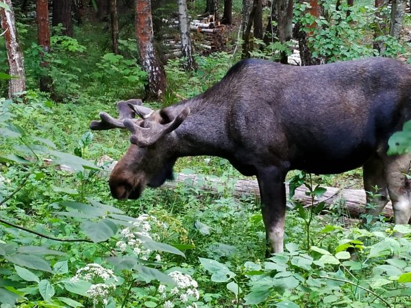 Лосиный остров национальный парк