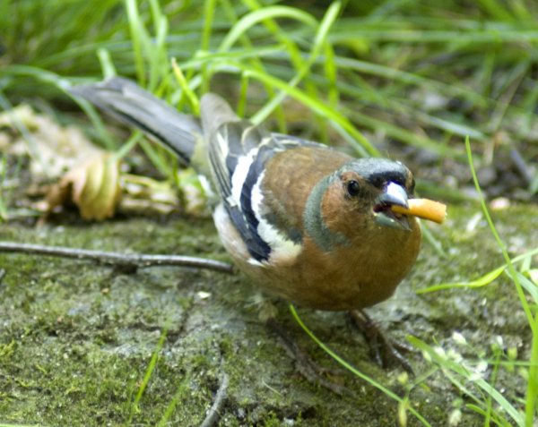 Шуваловский парк птицы