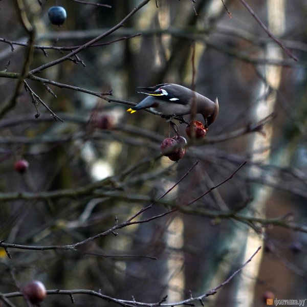 Зимние птицы Санкт-Петербурга