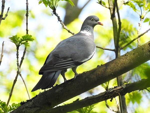 Сибирский вяхирь