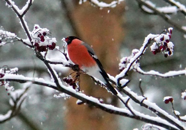 Птицы лесопарка Сосновка Петербург