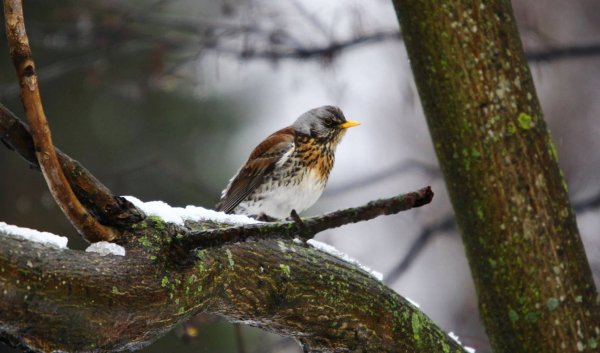 Птицы Санкт-Петербурга в Сосновском парке