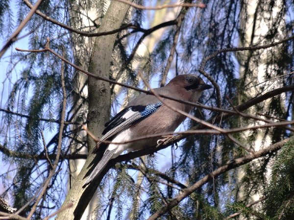 Птицы в Гатчинском парке