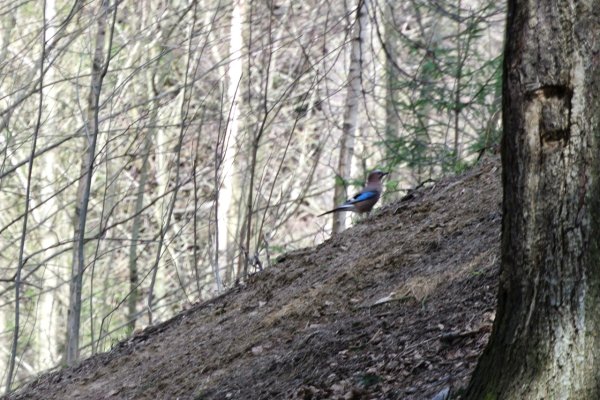 Орнитологические экскурсии