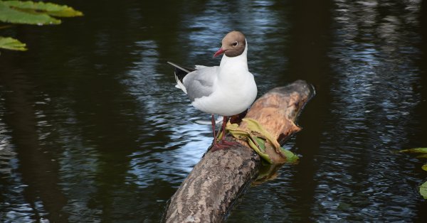 Птицы в Шуваловском парке фото