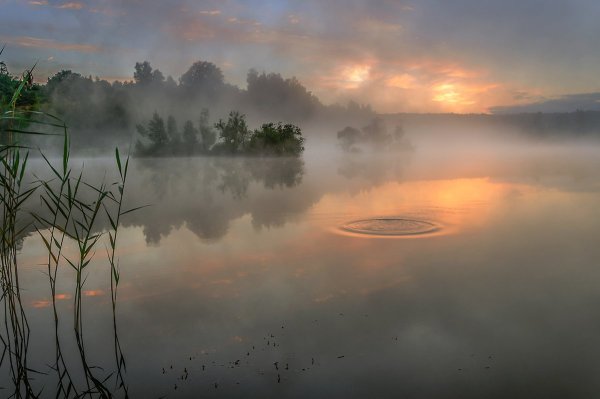 Туман над прудом