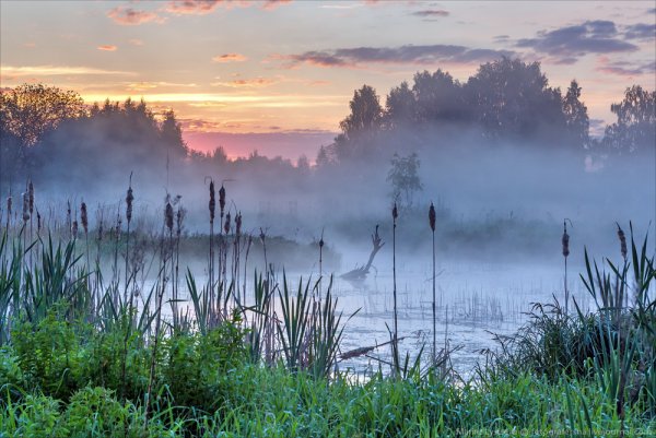 Туман на реке