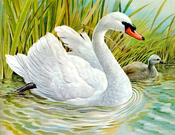 Мозаика алмазная лебеди 40х50