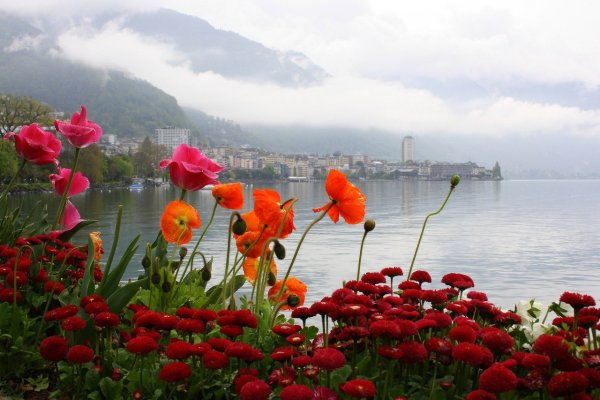 Цветы Швейцарии Женевское озеро