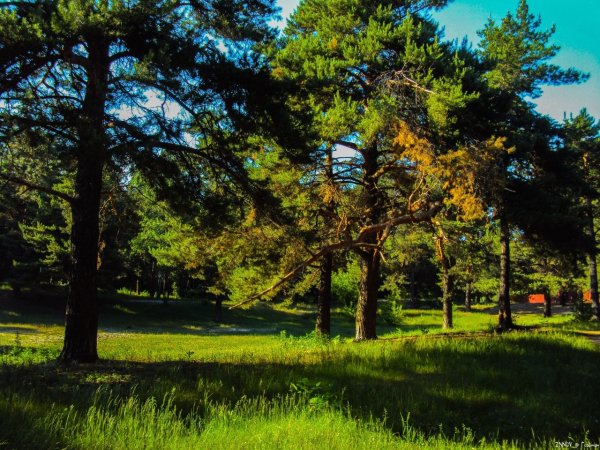 Сормовский парк Нижний