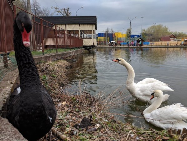 Утки Сормовский парк