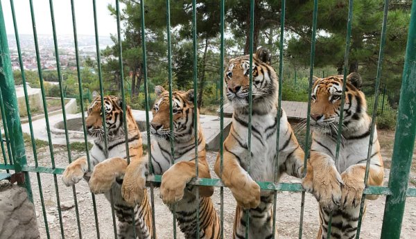 Сафари-парк Геленджик