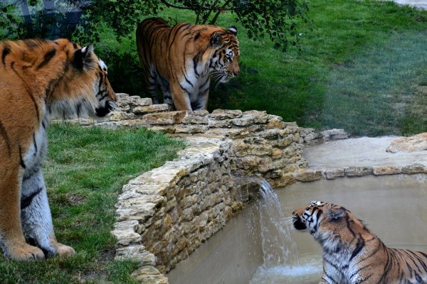 Сафари-парк Геленджик