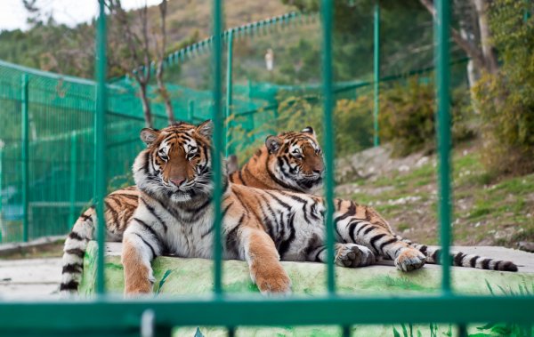 Сафари-парк Геленджик 2022