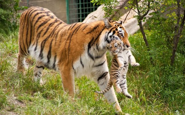 Геленджик парк сафари парк