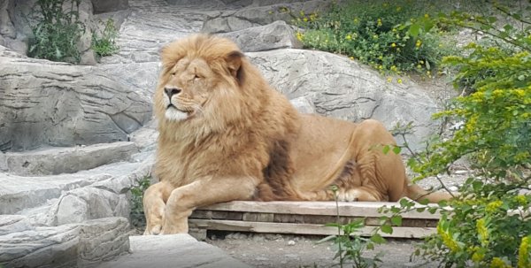 Сафари-парк Геленджик 2022