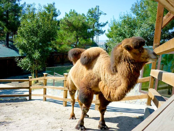Сафари-парк Геленджик