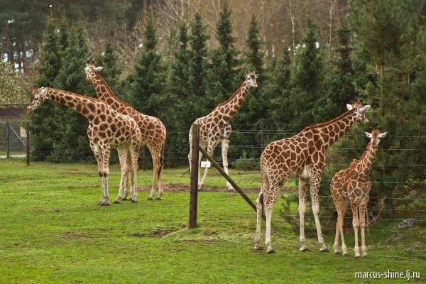 Животные сафари парка