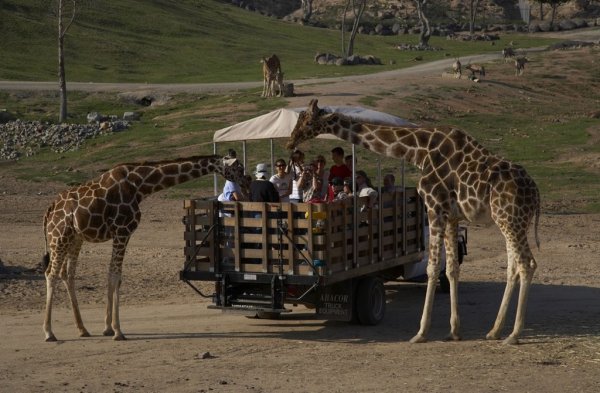 Сафари-парк зоопарка Сан-Диего
