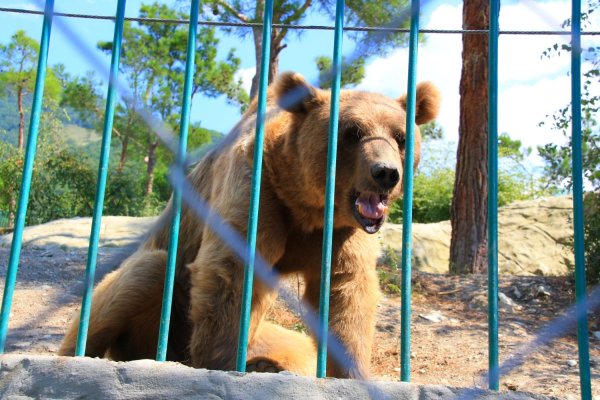 Золотая бухта», сафари-парк