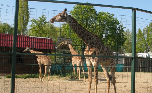 Зоопарк в Геленджике сафари парк