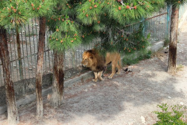 Сафари-парк Геленджик