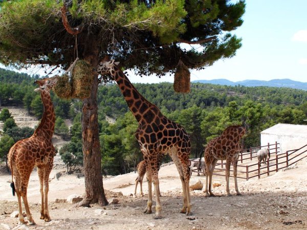 Сафари парк Айтана (Safari Aitana)