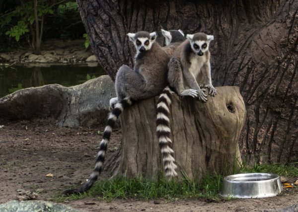 Солнечный остров Краснодар сафари парк