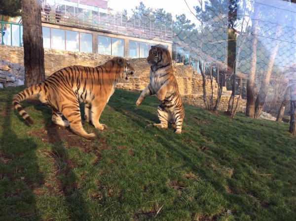 Зоопарк в Геленджике сафари парк