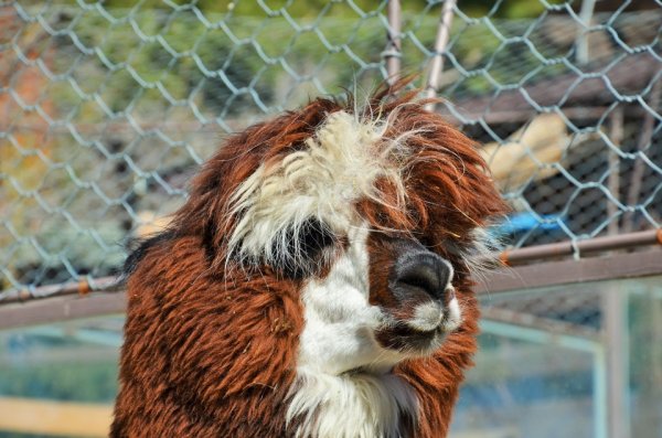 Геленджик сафари парк птицы