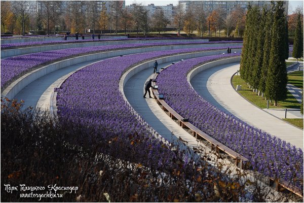 Парк Галицкого шалфей