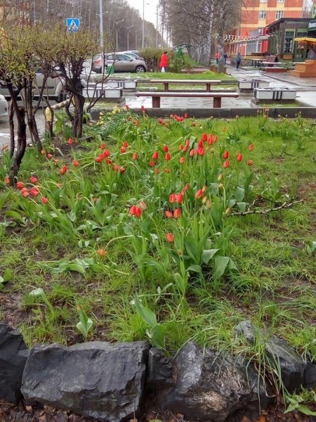 Весенняя погода мая
