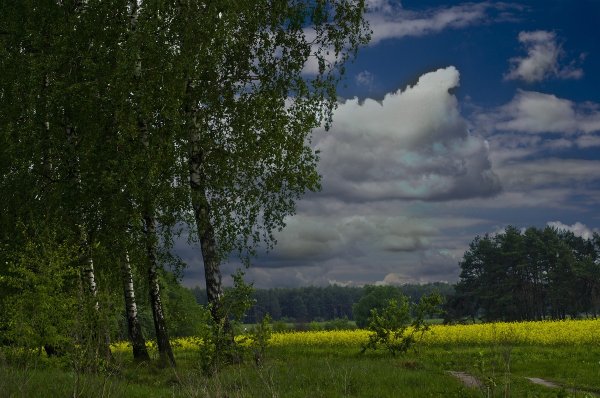Природа перед дождем
