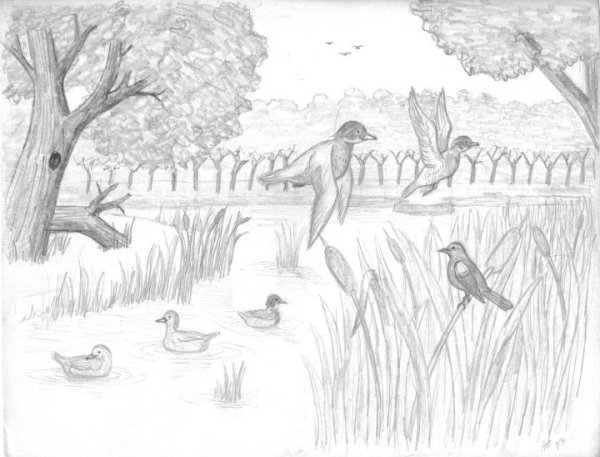 Графический пейзаж карандашом пруд с птицей