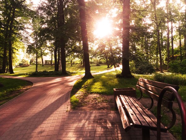 Мещерский лес парк дорожки