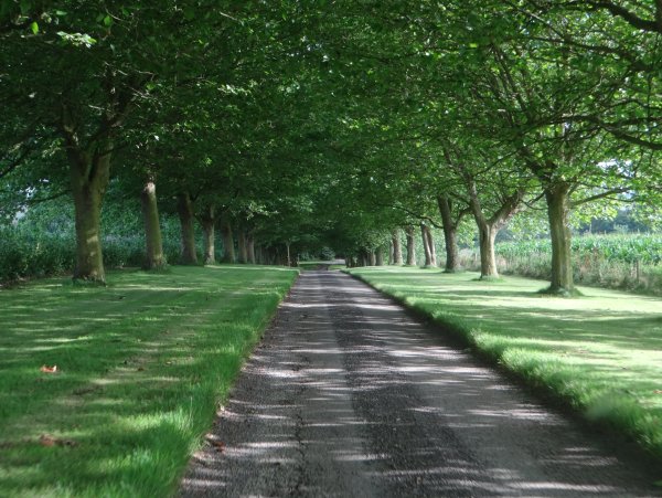 Дорожка в парке