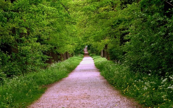 Павловск парк парк тропа