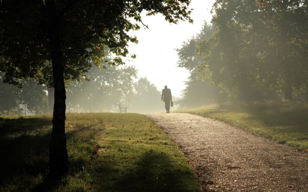 Парк туман тропинка