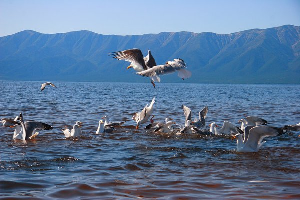Флора и фауна озера Байкал