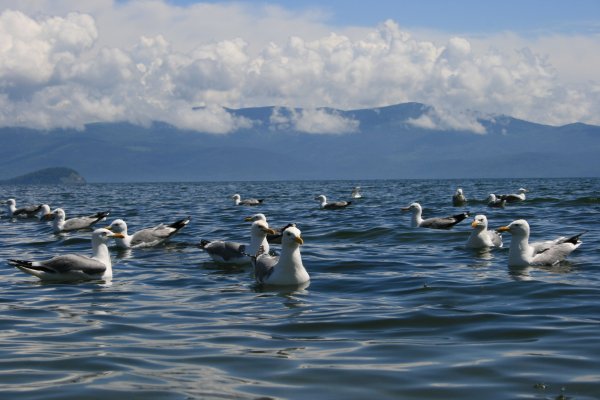 Флора и фауна озера Байкал