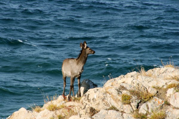 Кабарга Байкальская