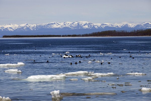 Озеро Нерпичье Усть-Камчатск