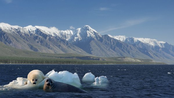Байкальская Нерпа на Байкале
