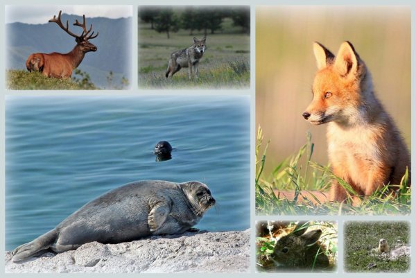 Животный мир Прибайкалья