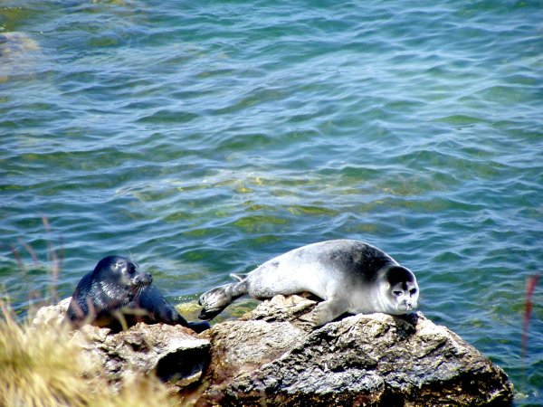Байкальский заповедник Нерпа