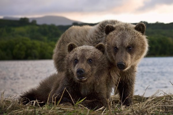 Байкало-Ленский заповедник бурый медведь
