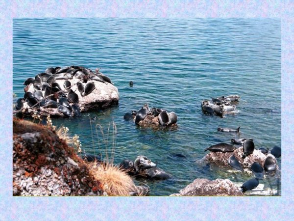 Озеро Байкал фауна