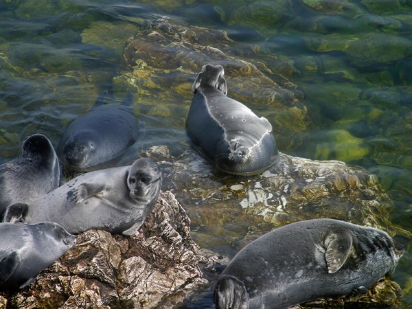 Байкал Флора и фауна Нерпа